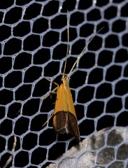 Crocanthes micradelpha