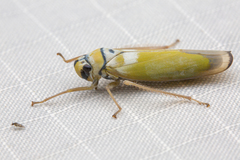 Sochinsogonia lineiceps