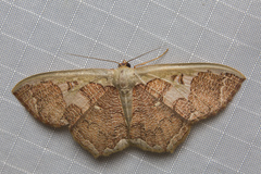 Zythos avellanea