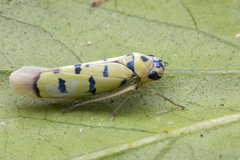 Anatkina annandalei
