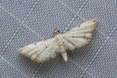 Sufetula