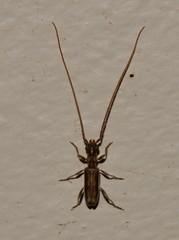 Stenhomalus