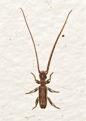 Stenhomalus