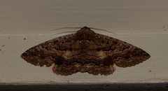 Eudesmeola lawsoni