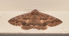Eudesmeola lawsoni