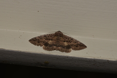 Eudesmeola lawsoni