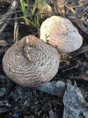 Agaricus augustus augustus