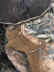 Agaricus augustus augustus