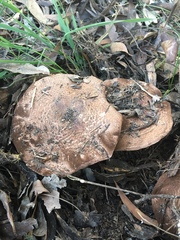 Agaricus augustus augustus