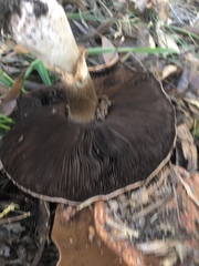 Agaricus augustus augustus