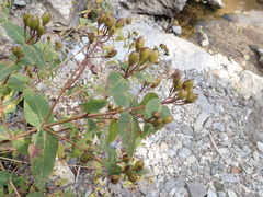 Hypericum hircinum
