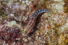 Ecsenius fijiensis
