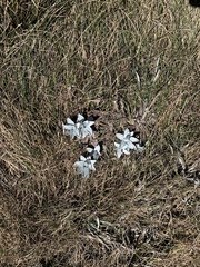 Argyrotegium