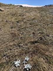 Argyrotegium