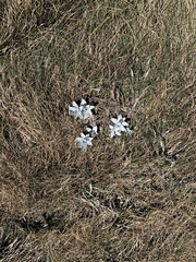 Argyrotegium