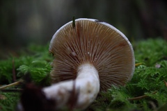 Lactarius pallescens