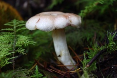 Lactarius pallescens