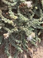 Herniaria hemistemon