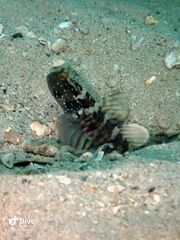 Cryptocentrus sericus