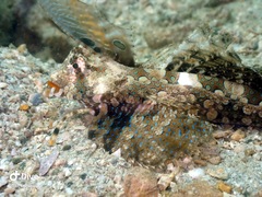 Dactylopus kuiteri