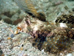 Dactylopus kuiteri