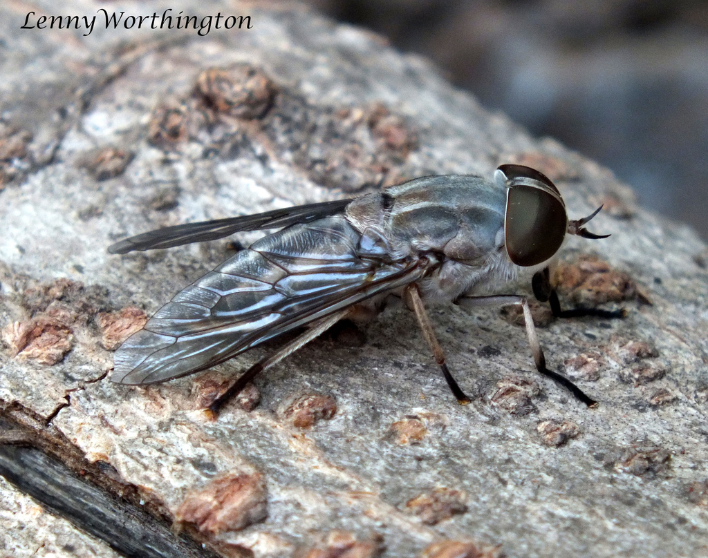 Tabanus rubidus from Ban Chi Rong, Chaiyaphum, Thailand on March 30 ...