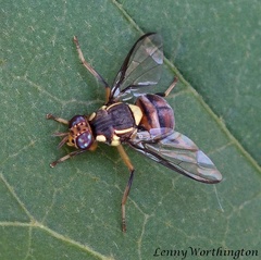 Bactrocera carambolae