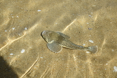 Genyagnus monopterygius