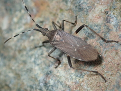 Dicranocephalus agilis