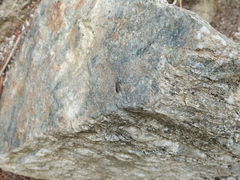 Dicranocephalus agilis