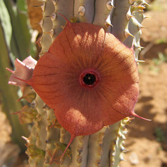 Hoodia