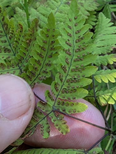 northern oak fern