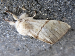 Phalerodonta bombycina
