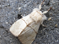 Phalerodonta bombycina