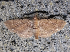 Eupithecia spadix