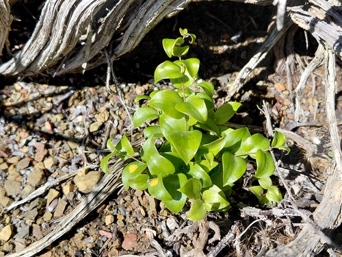Asparagus multituberosus (Asparagus multituberosus)