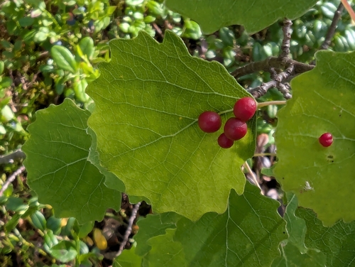 aspen leaf gall midge