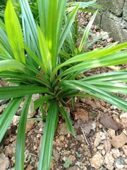 Pandanus amaryllifolius