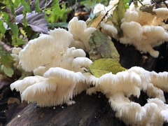 Mycoleptodonoides aitchisonii