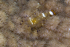 Ancylocaris brevicarpalis