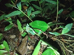 Indosylvirana nicobariensis