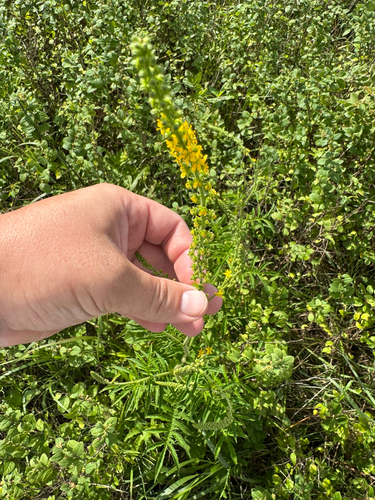 swamp agrimony
