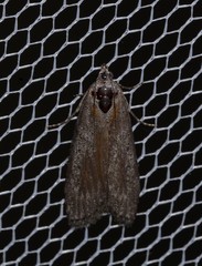 Heteromicta pachytera