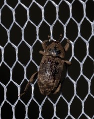 Mitrastethus australiae