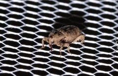 Mitrastethus australiae