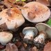 Cortinarius rufo-olivaceus - Photo (c) Marco Floriani, some rights reserved (CC BY-NC), uploaded by Marco Floriani