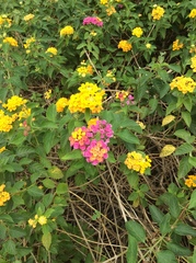 Lantana camara