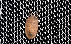 Caystrus pallidolimbatus