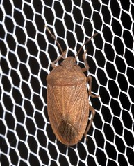 Caystrus pallidolimbatus