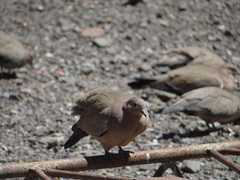 Metriopelia melanoptera
